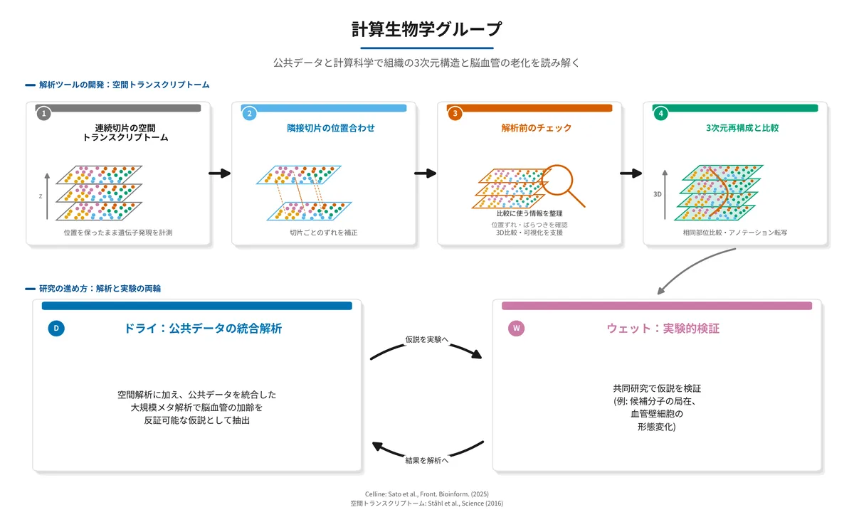 計算生物学グループの研究概要