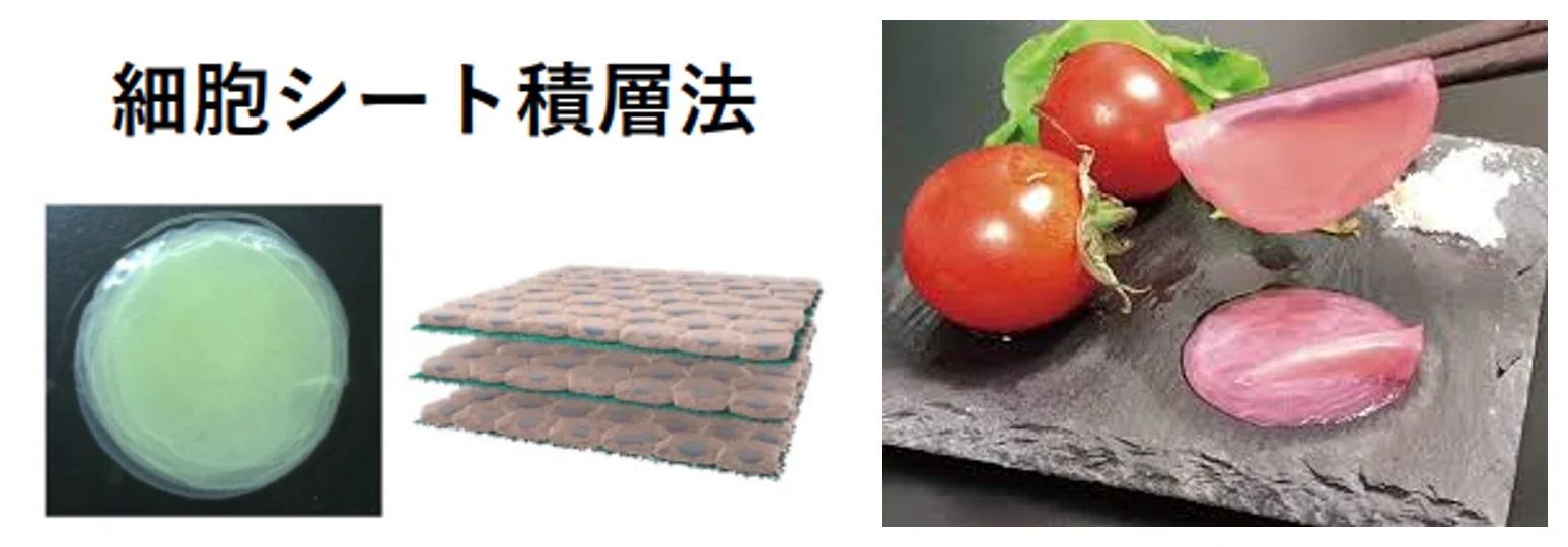 図3 細胞シート積層法イメージ(左)と細胞シート10枚積層で作られた培養ハム(右)
