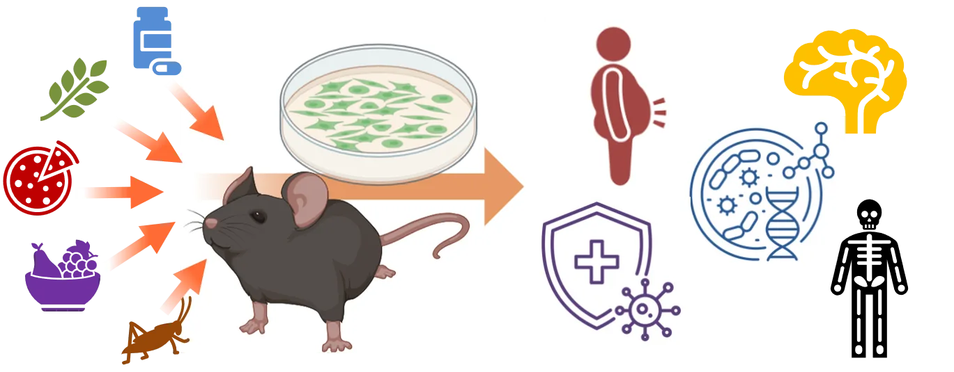 健康科学グループの研究概要