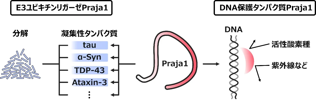 Praja1の2つの分子機能の概要